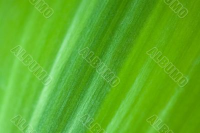 Green striped leaf of plant