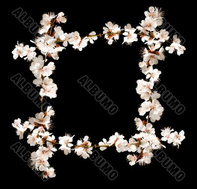 Floral frame from cherry blossom branches isolated on black