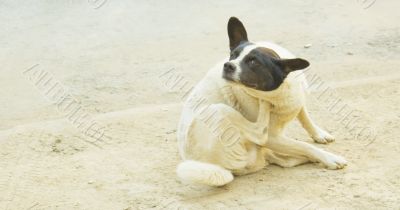 mongrel mongrel