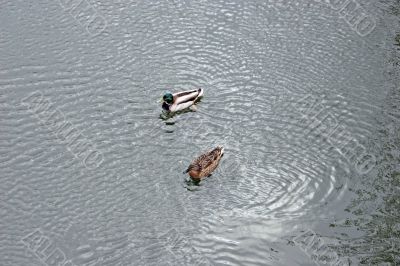 Duck on to the pond Duck on to the pond