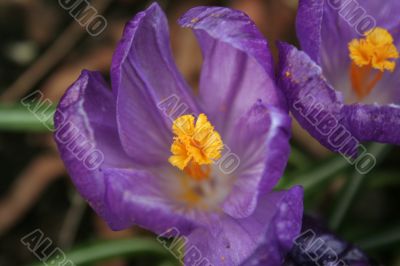 Crocuses