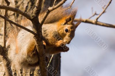 squirrel on a tree