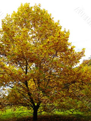 Autumn tree