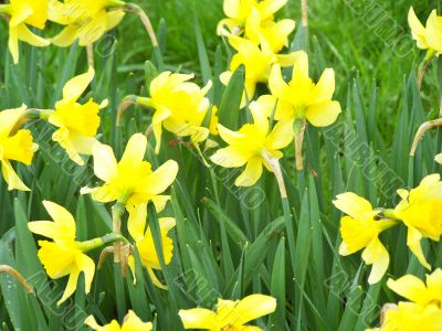 Daffodiles