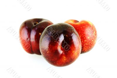 three fresh ripe sweet plums