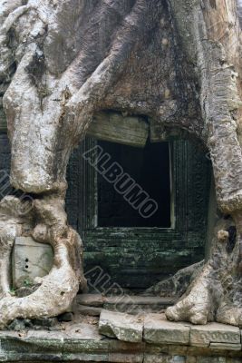 Door and root