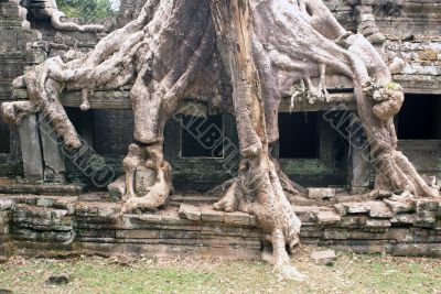 Big temple and big roots
