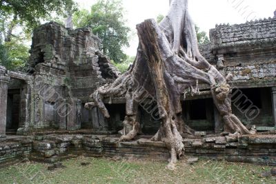 Temple and tree with roots