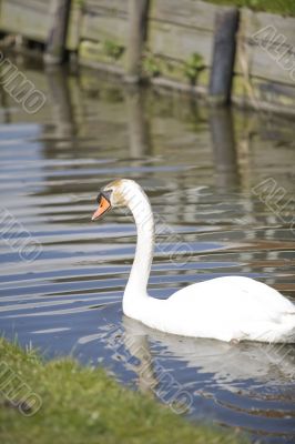 white swan