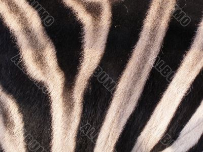 The skin of zebra