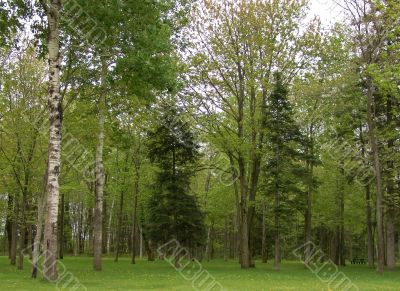 GREEN TREES IN A FOREST