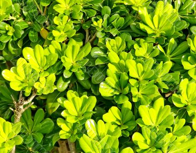 Bright Green Bush Background