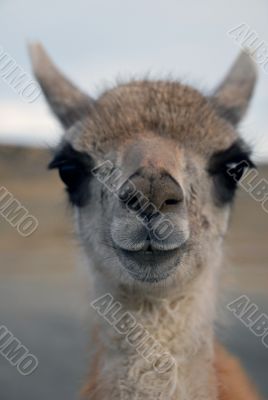 Guanaco in Patagonia Guanaco in Patagonia