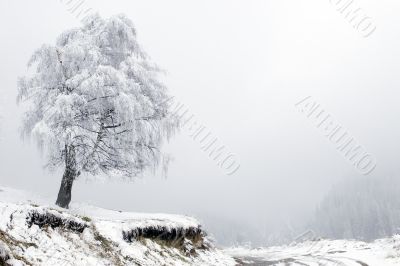 Lonely tree and road in fog at mountain Tien Shan