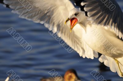 Shouting Seagull around the Black Sea