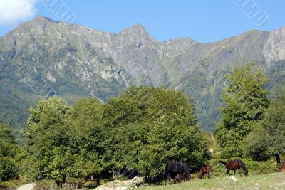 Horses in mountain