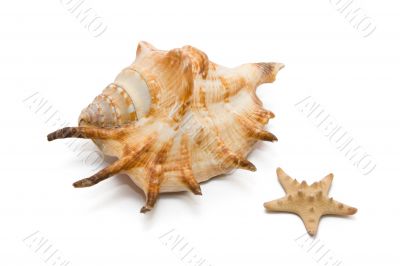 mussel and Starfish