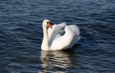 Graceful white swan on a water of lake