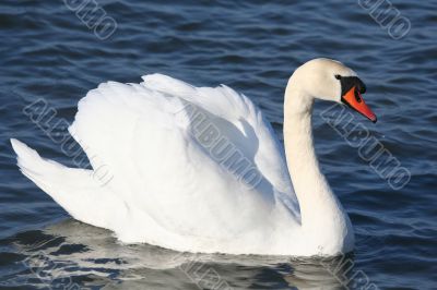 Graceful white swan on a water of lake