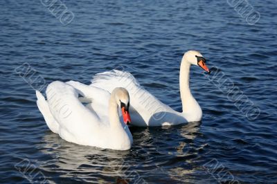 Graceful couple of white swans on a water of lake