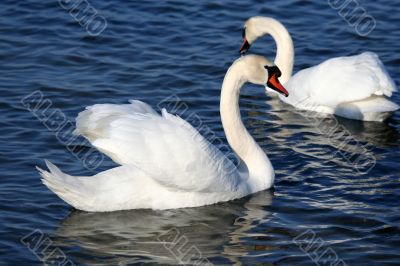 Graceful couple of white swans on a water of lake