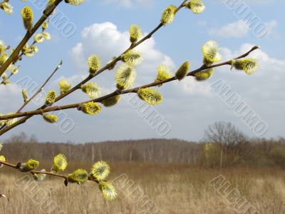 spring pussy willow