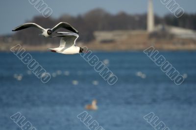 seagull is in flight and blue water near coastline