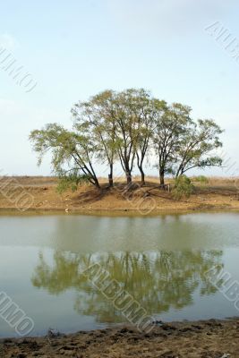 Tree on the lake