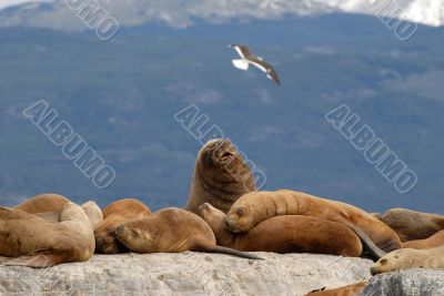 Relaxing sealions and seagull.