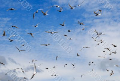  Flying seagull.