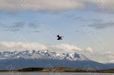 Flying seagull