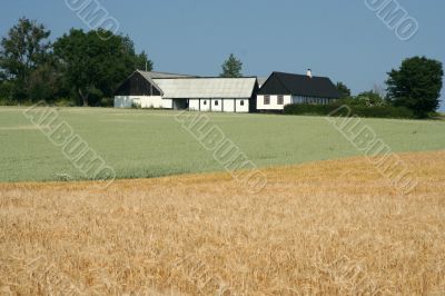 Wheats fields in the farm