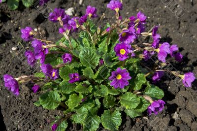 The first spring flowers