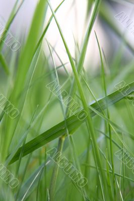green grass macro