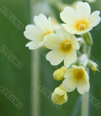 yellow primrose background