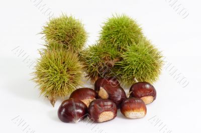 Sweet Chestnuts