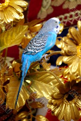 The Parrot in golden branch.
