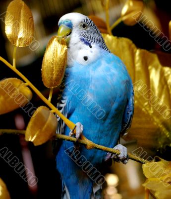 The Parrot in golden branch. The Parrot in golden branch.
