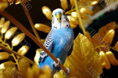 The Parrot in golden branch. The Parrot in golden branch.