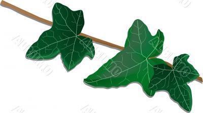 Twig of ivy Twig of ivy
