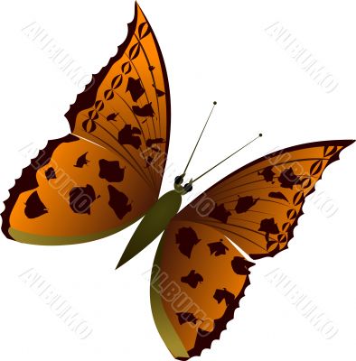 Butterfly 1