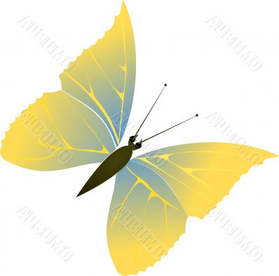 Butterfly 4