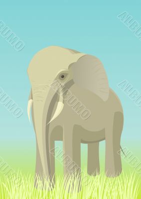 Elephant