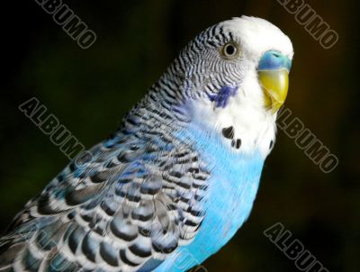 The Blue wavy parrot.