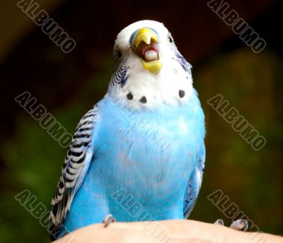 The Blue wavy parrot.