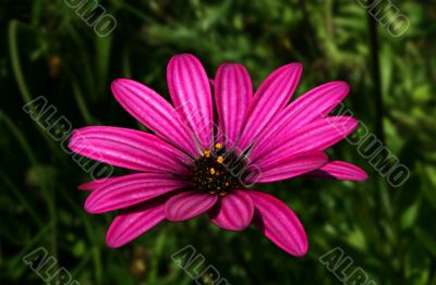 Purple Daisy