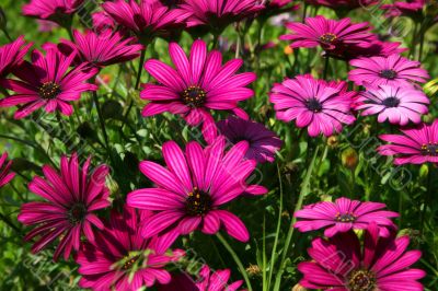 Purple Daisys