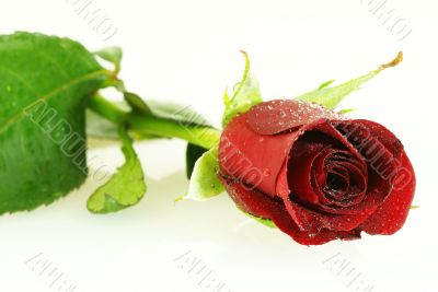 fresh red rose with lots of droplets