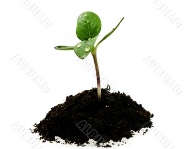 young sunflower sprout in the soil with droplets