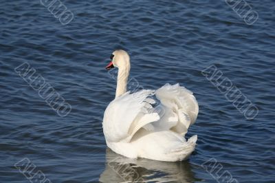 Graceful white swan on a water of lake